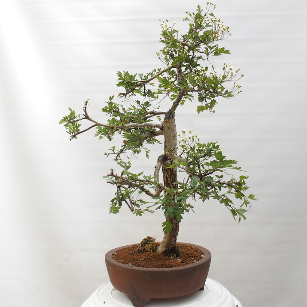 Bonsai zewnętrzne - Głóg - Crataegus monogyna
