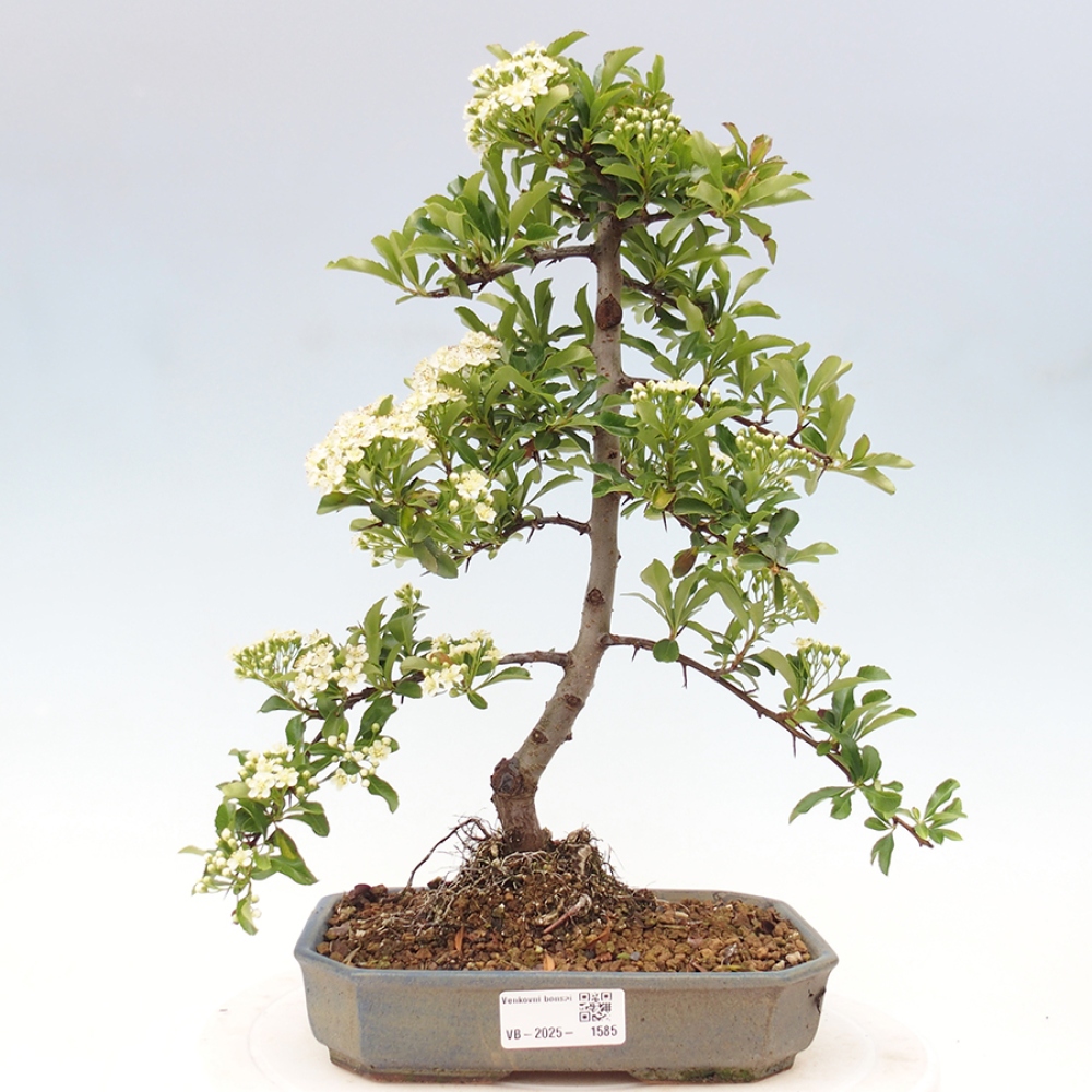 Outdoor Bonsai-Pyracanta Teton-Piekarnia