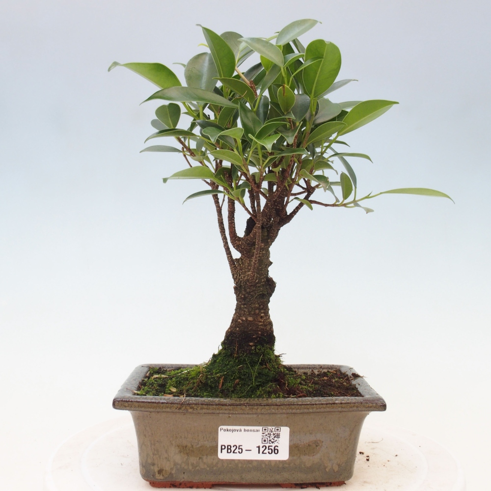 Bonsai wewnętrzne - Ficus retusa - figowiec drobnolistny