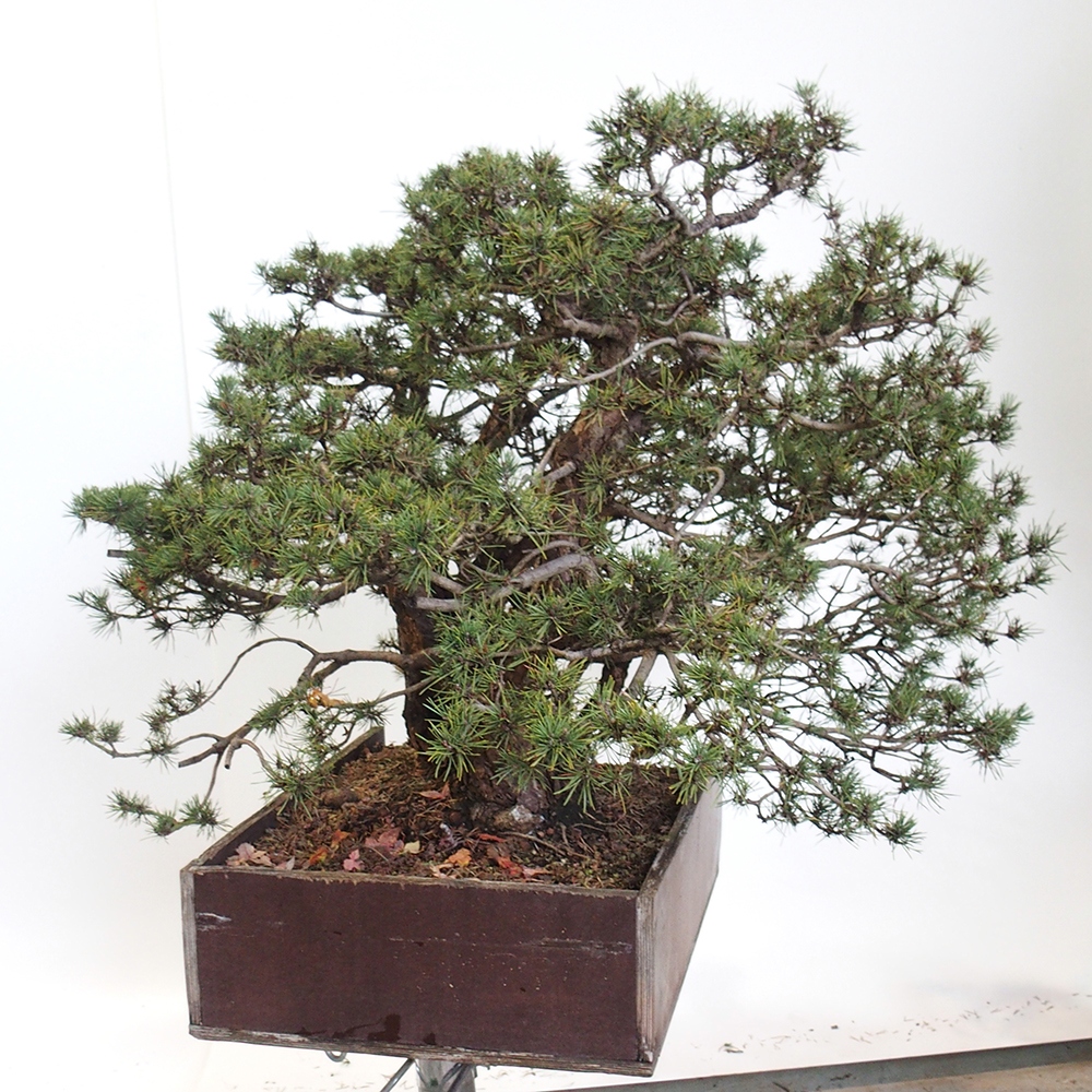 Yamadori - Pinus sylvestris Hiszpania