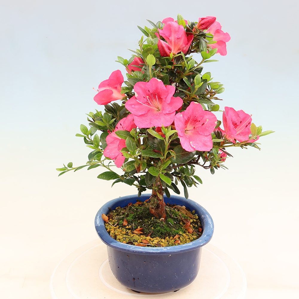 Bonsai zewnętrzne - Azalia japońska - Azalia Kobai