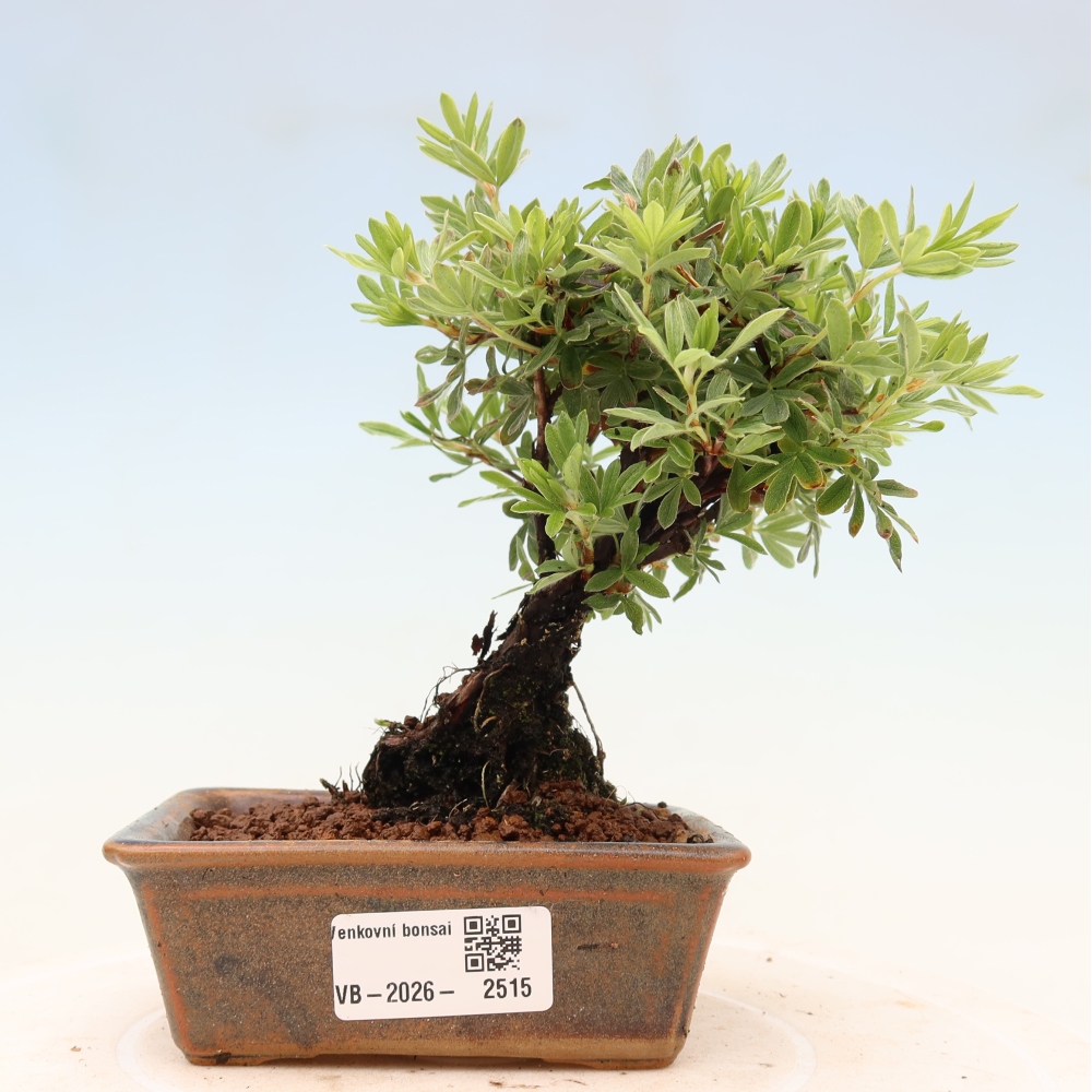 Bonsai zewnętrzne - Potentila fruticosa