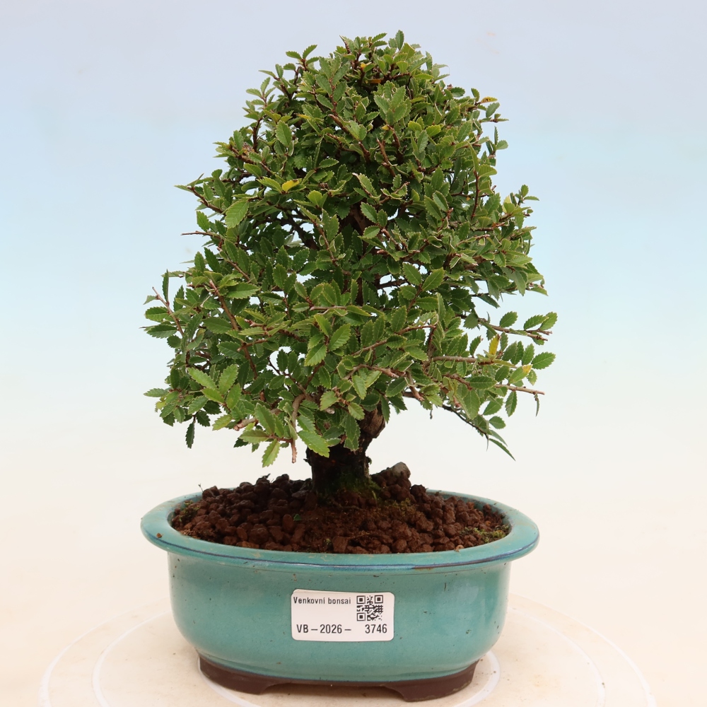 Bonsai zewnętrzne - Zelkova - Zelkova NIRE