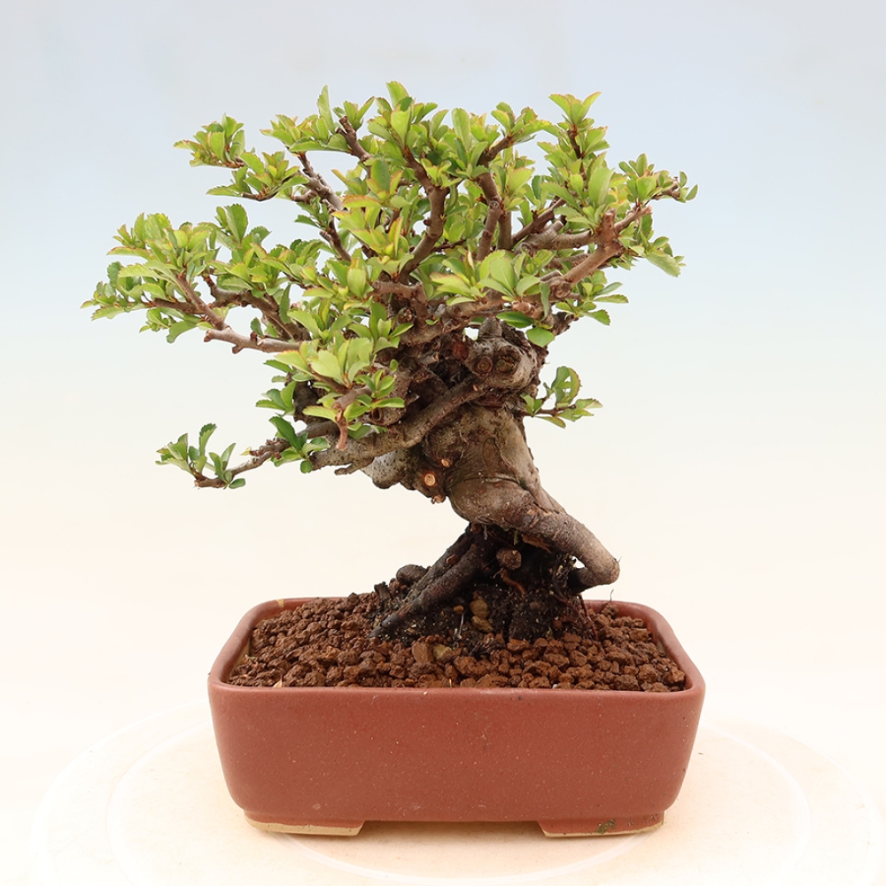 Bonsai zewnętrzne - Chaneomeles speciosa Chojubai