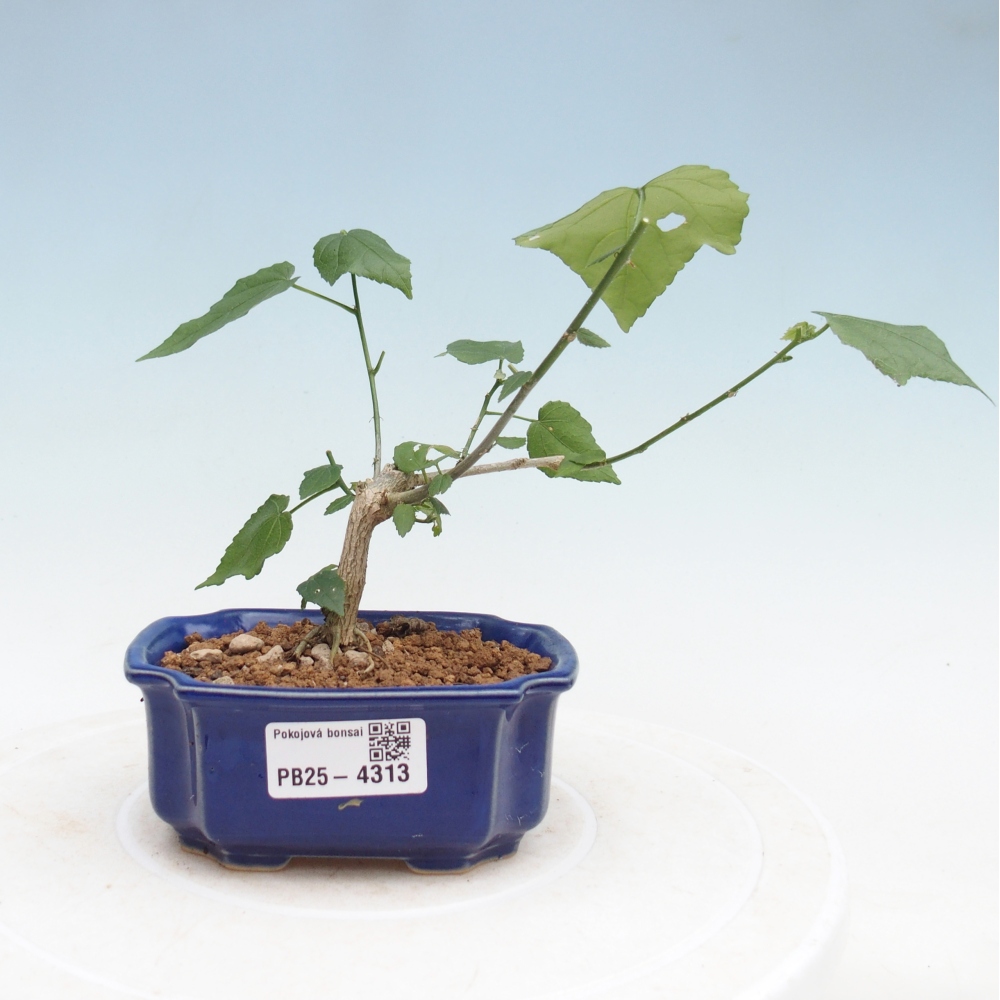 Bonsai domowe - Malvaviscus arboreus