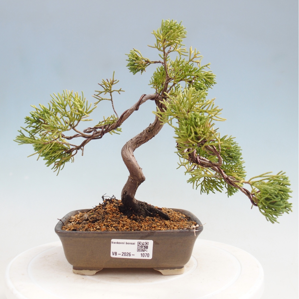 Outdoor bonsai - Juniperus chinensis Kishu