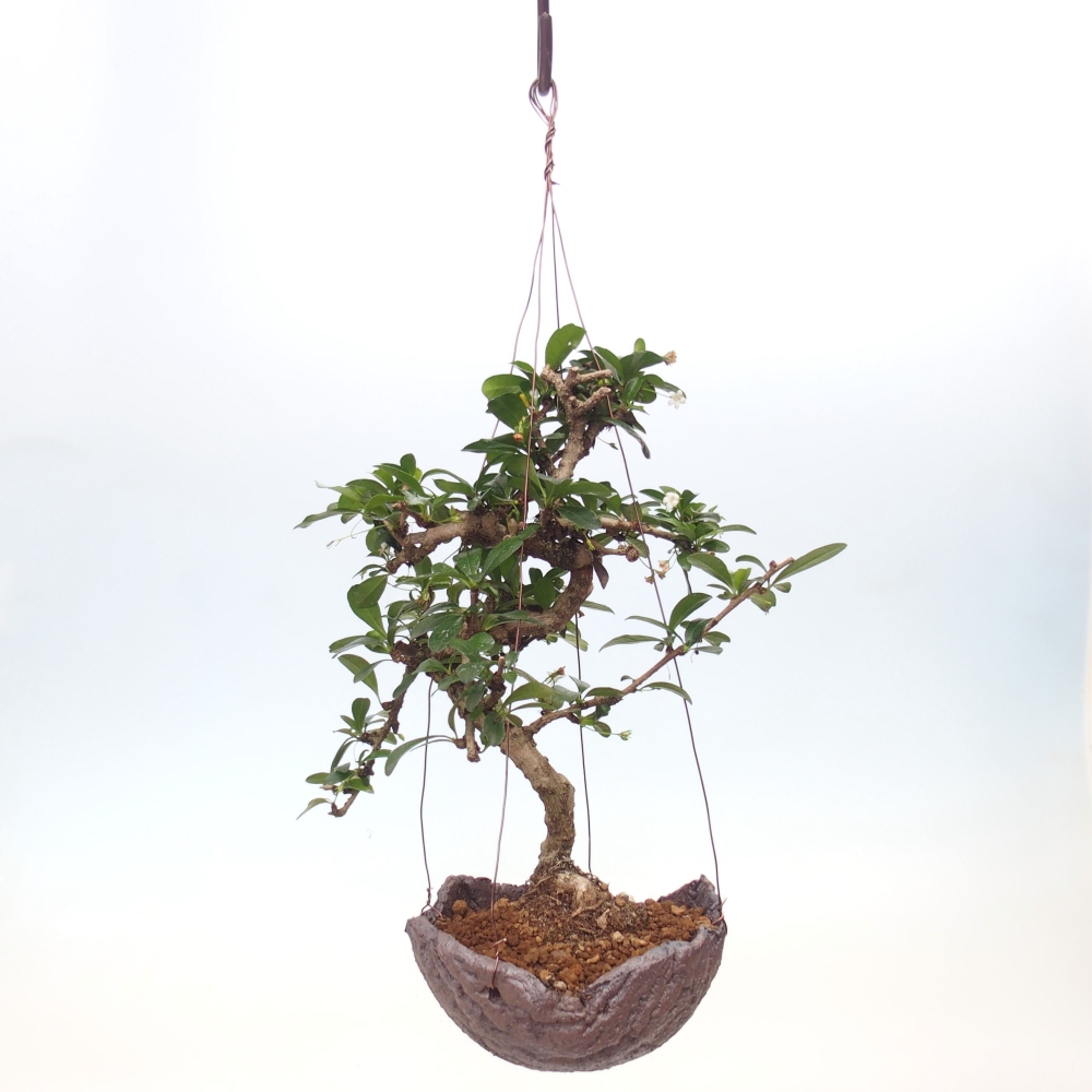 Kokedama w ceramice - Tea-fuki - Carmona macrophylla