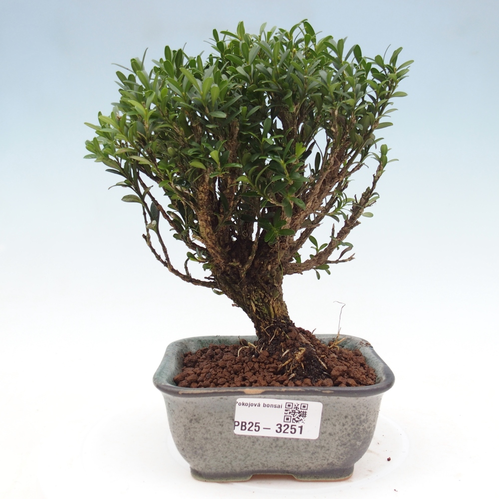 Pokój bonsai - Buxus harlandii - buxus korkowy