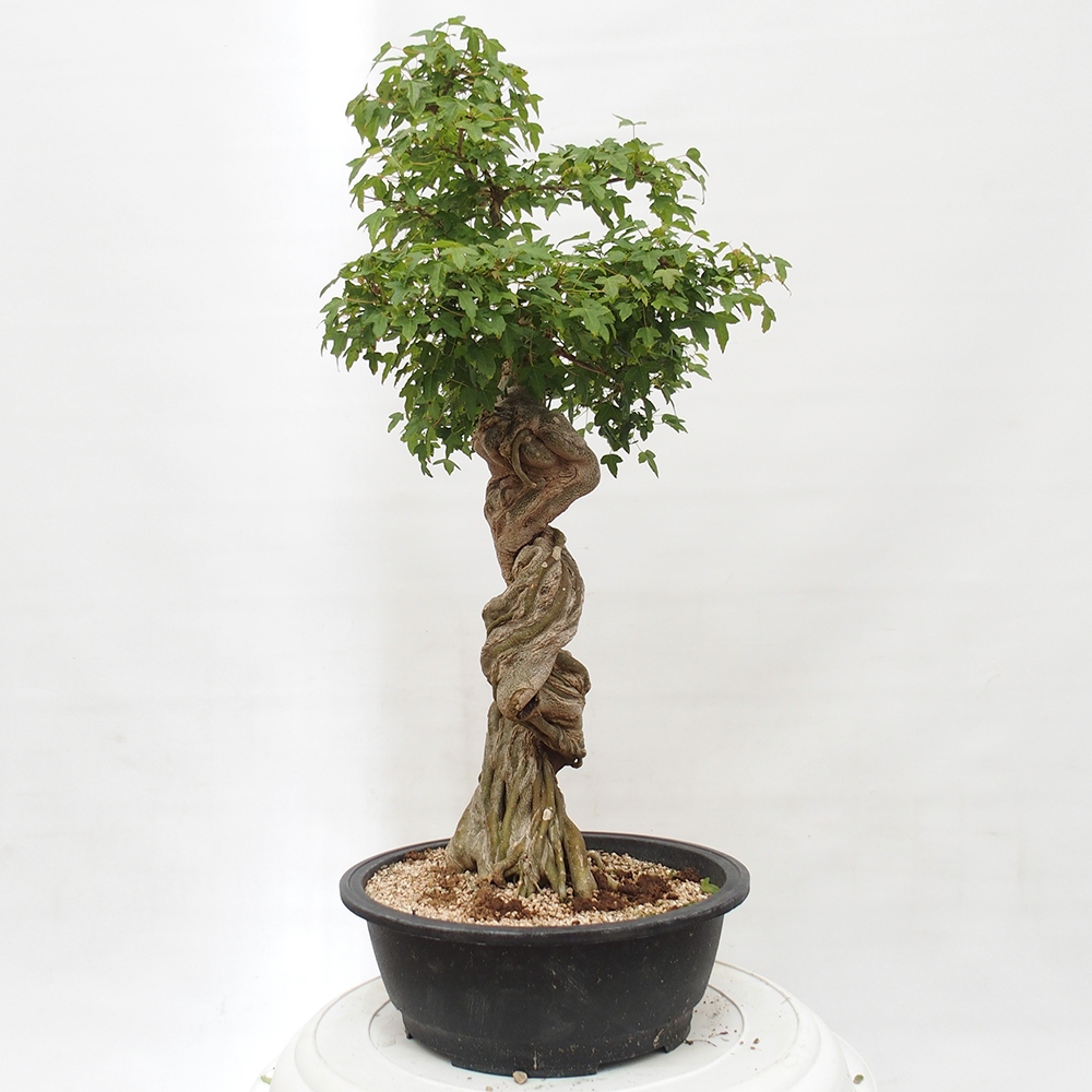 Outdoor bonsai - Maple Buergerianum - Burger Maple