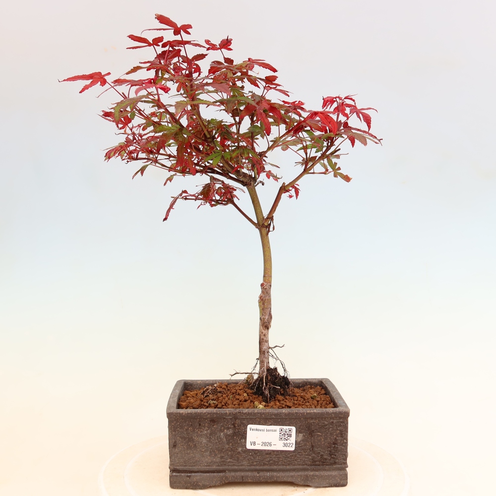 Bonsai ogrodowe – klon palmowy – Acer palmatum Berry Broom 