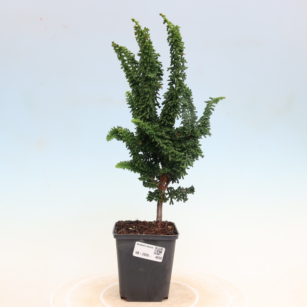 Bonsai zewnętrzne - Cham. obtusa SEKKA HINOKI - Cyprys