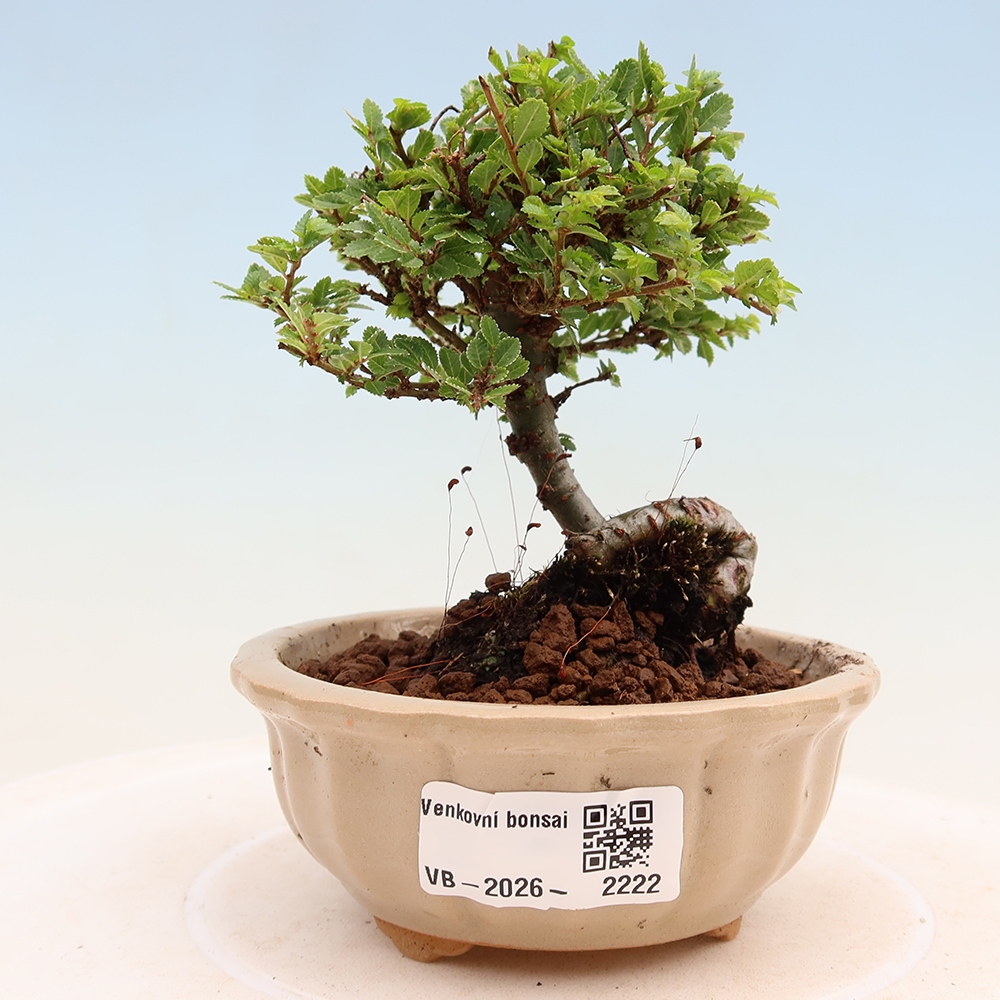 Bonsai ogrodowe – Ulmus parvifolia Sagei – wiąz drobnolistny