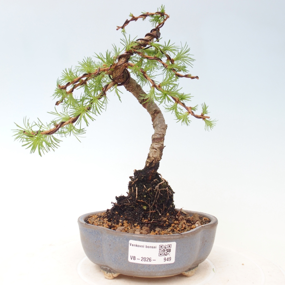 Outdoor bonsai - Larix Kaempferi - Modrzew japoński