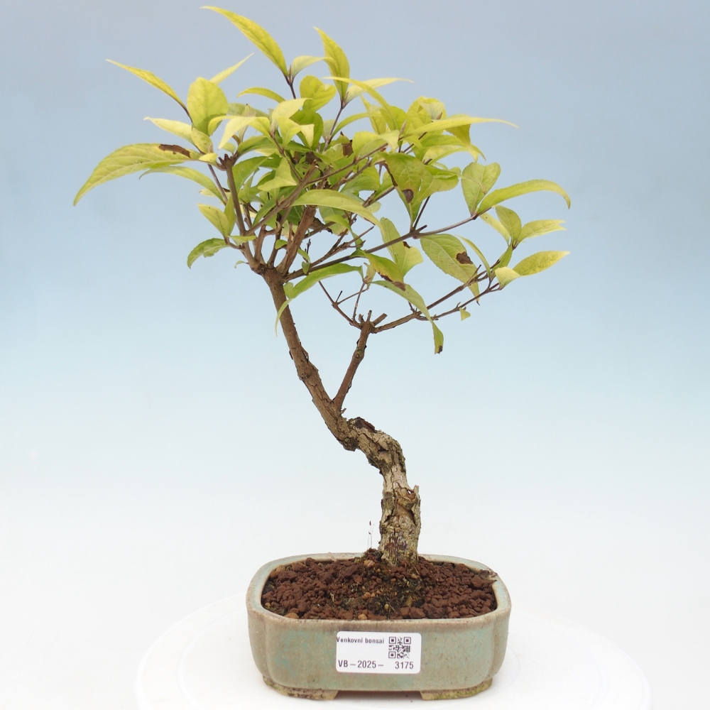 Outdoor bonsai - callicarpa jap Leucocarpa