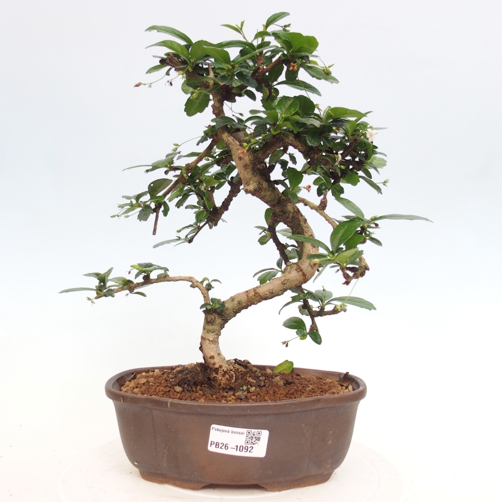 Bonsai pokojowe - Carmona macrophylla - Tea fuki