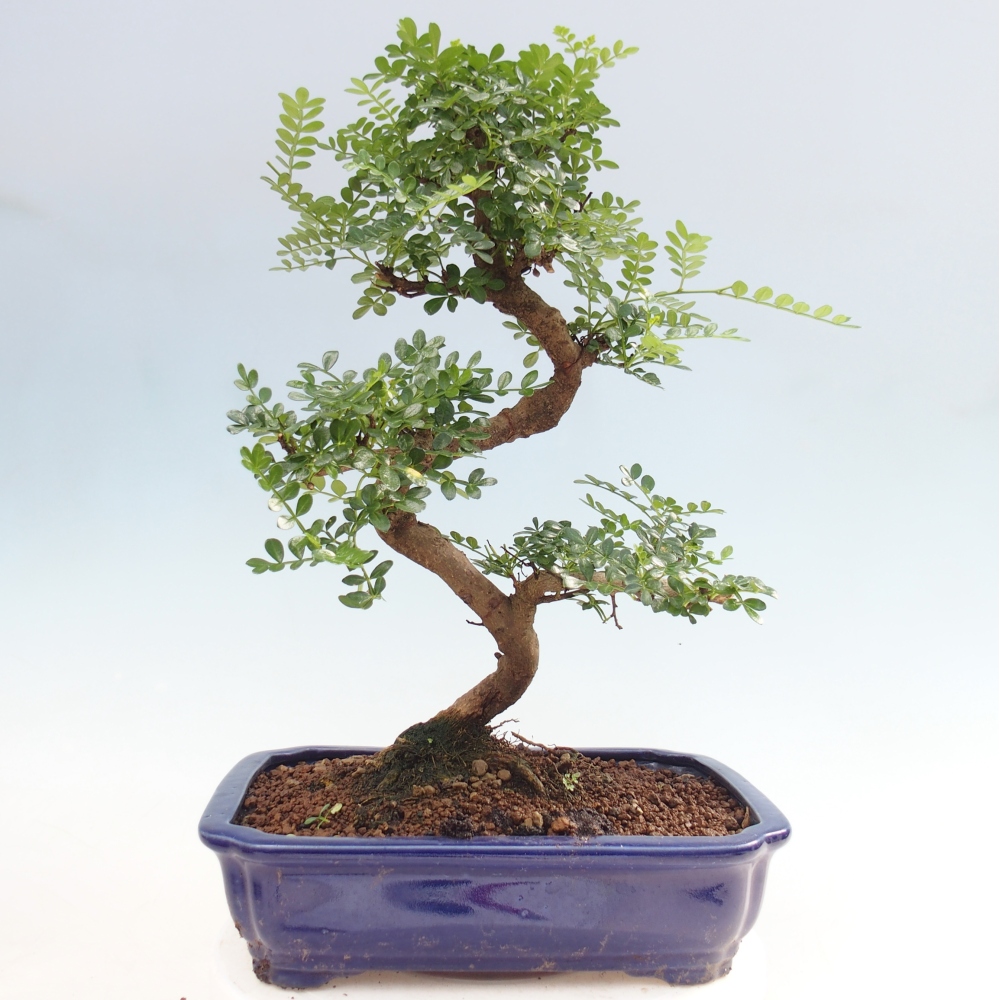 Pokój bonsai - Zantoxylum piperitum - drzewo pieprzowe