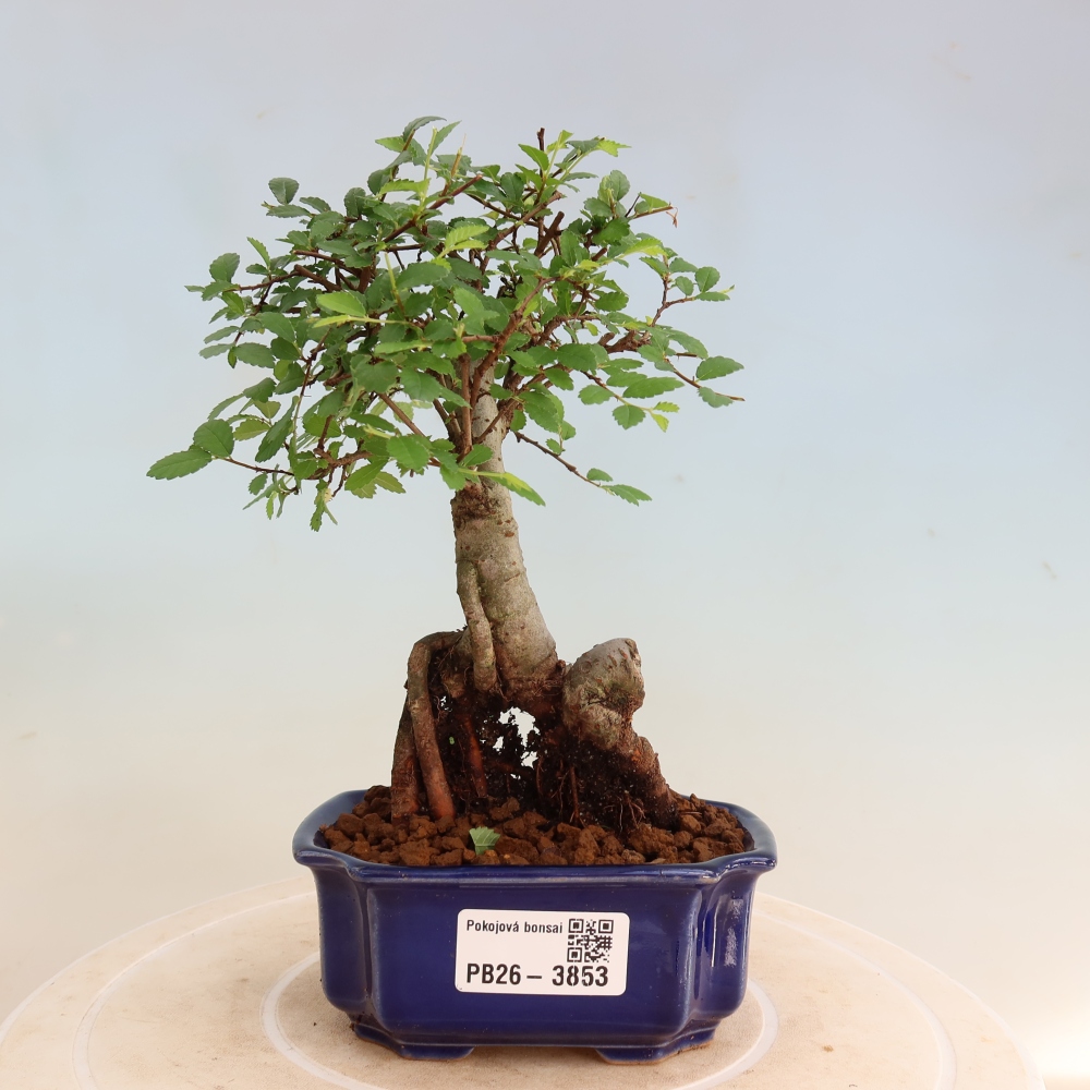 Pokój bonsai - Ulmus parvifolia - Wiąz drobnolistny