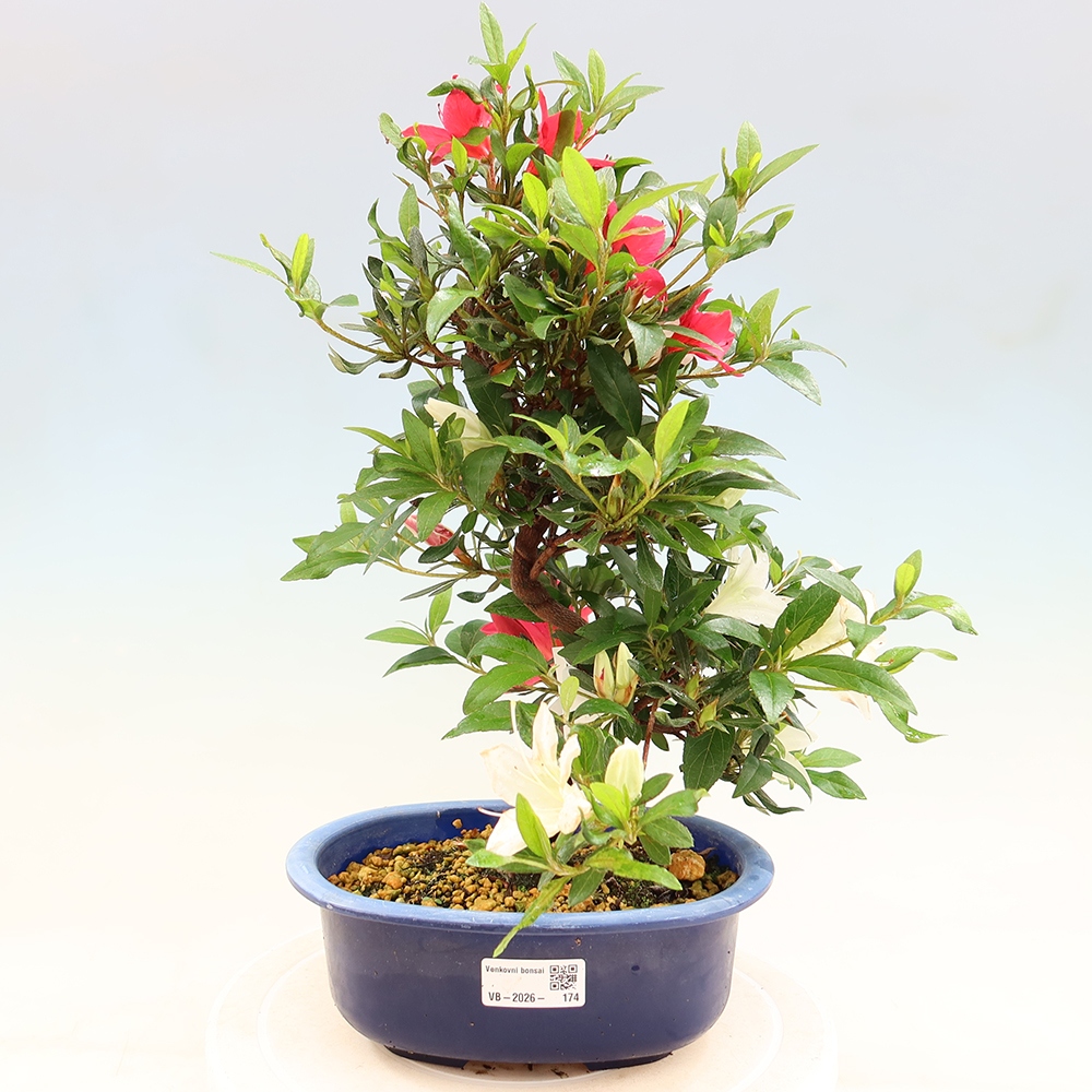 Bonsai zewnętrzne - Azalia japońska - Azalia CHIHIRO