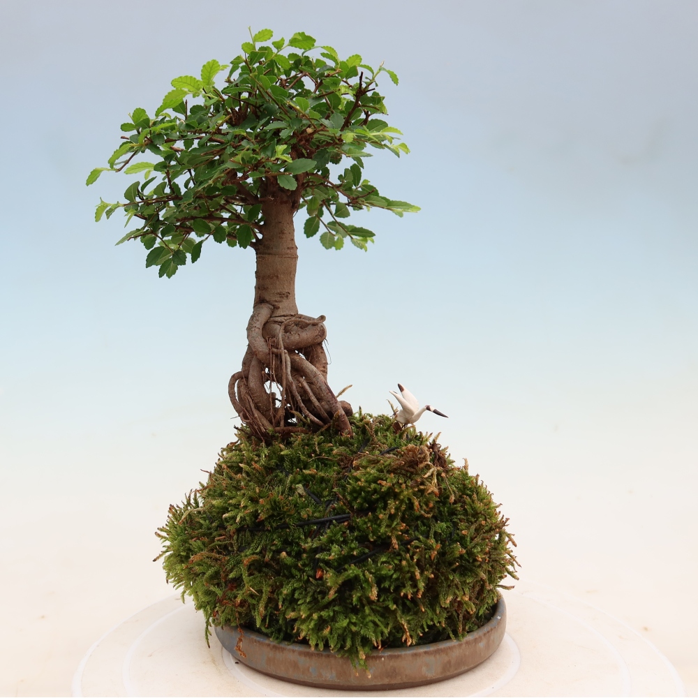 Kokedama z podstawką – Ulmus parvifolia – wiąz drobnolistny