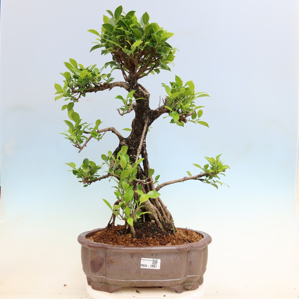 Pokój bonsai - Ficus kimmen - figowiec drobnolistny