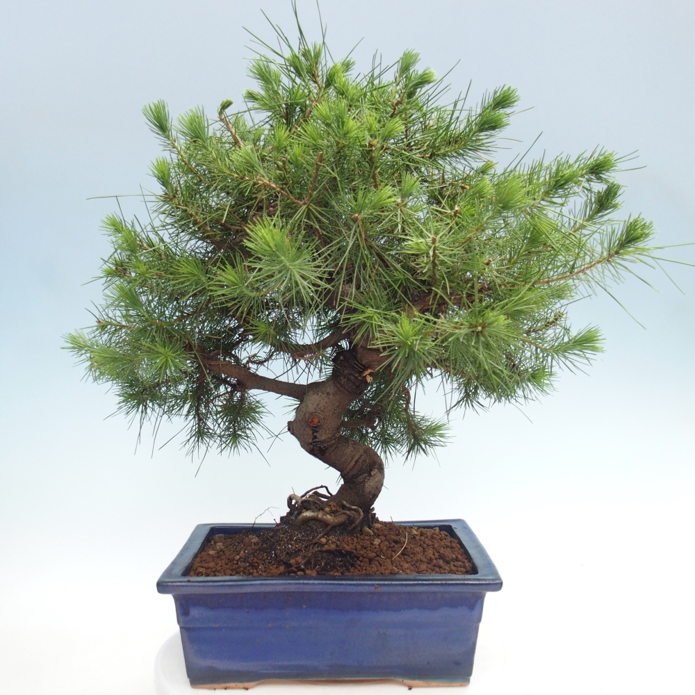 Pokój bonsai - Pinus halepensis - Sosna z Aleppo