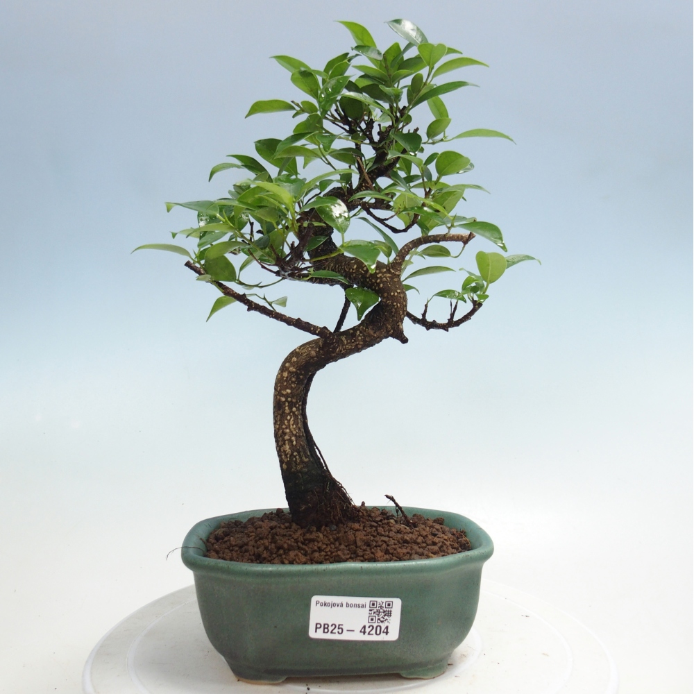 Pokój bonsai - Ficus retusa - figowiec drobnolistny