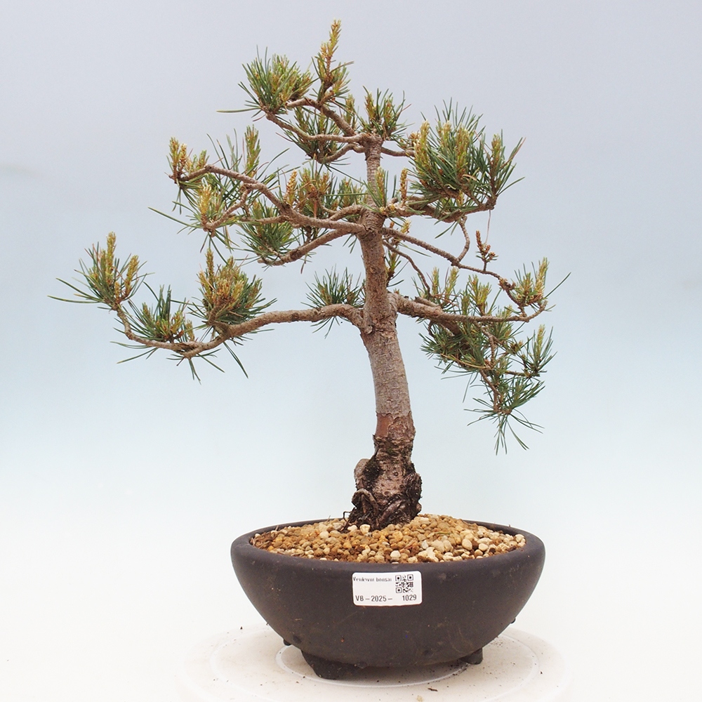 Outdoor bonsai - Pinus Sylvestris - sosna zwyczajna