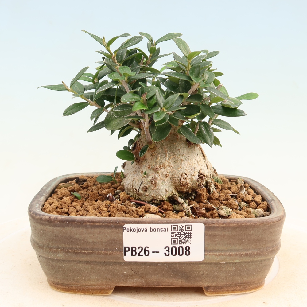 Bonsai do wnętrz - Olea europaea sylvestris