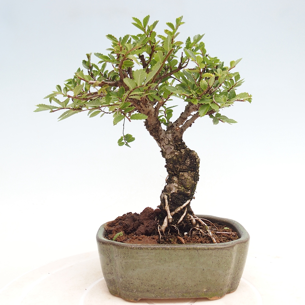 Outdoor bonsai - Zelkova - Zelkova NIRE