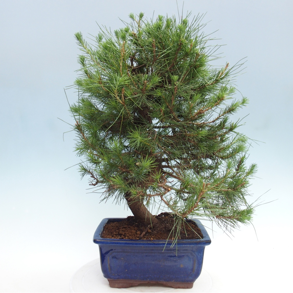 Pokój bonsai - Pinus halepensis - Sosna z Aleppo