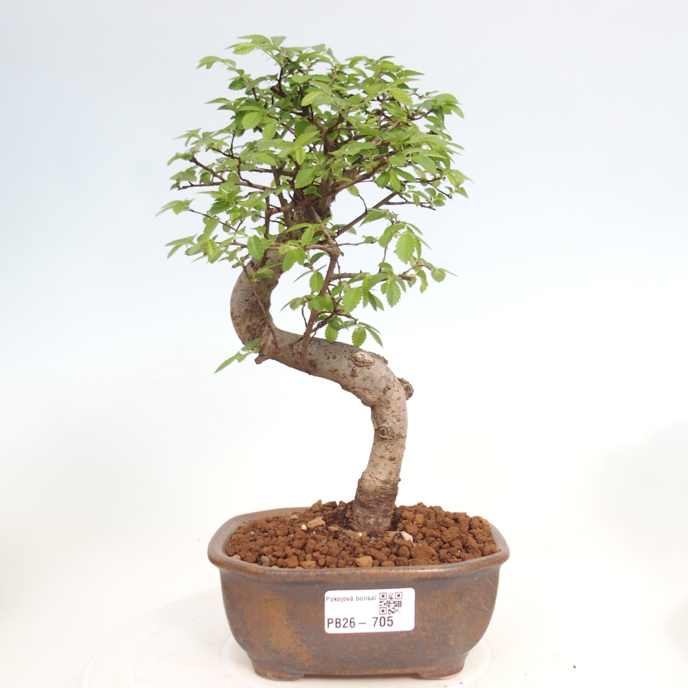 Pokój bonsai - Ulmus parvifolia - Wiąz drobnolistny
