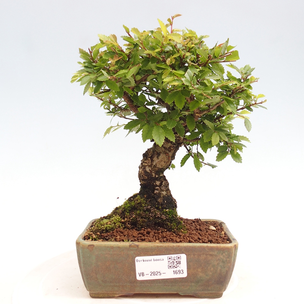 Outdoor bonsai - Zelkova - Zelkova NIRE