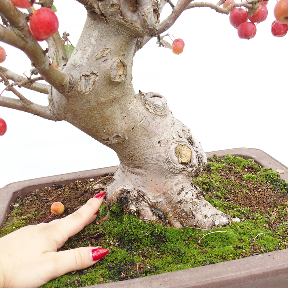 Bonsai plenerowe - Malus Halliana - Jabłoń drobnoowocowa