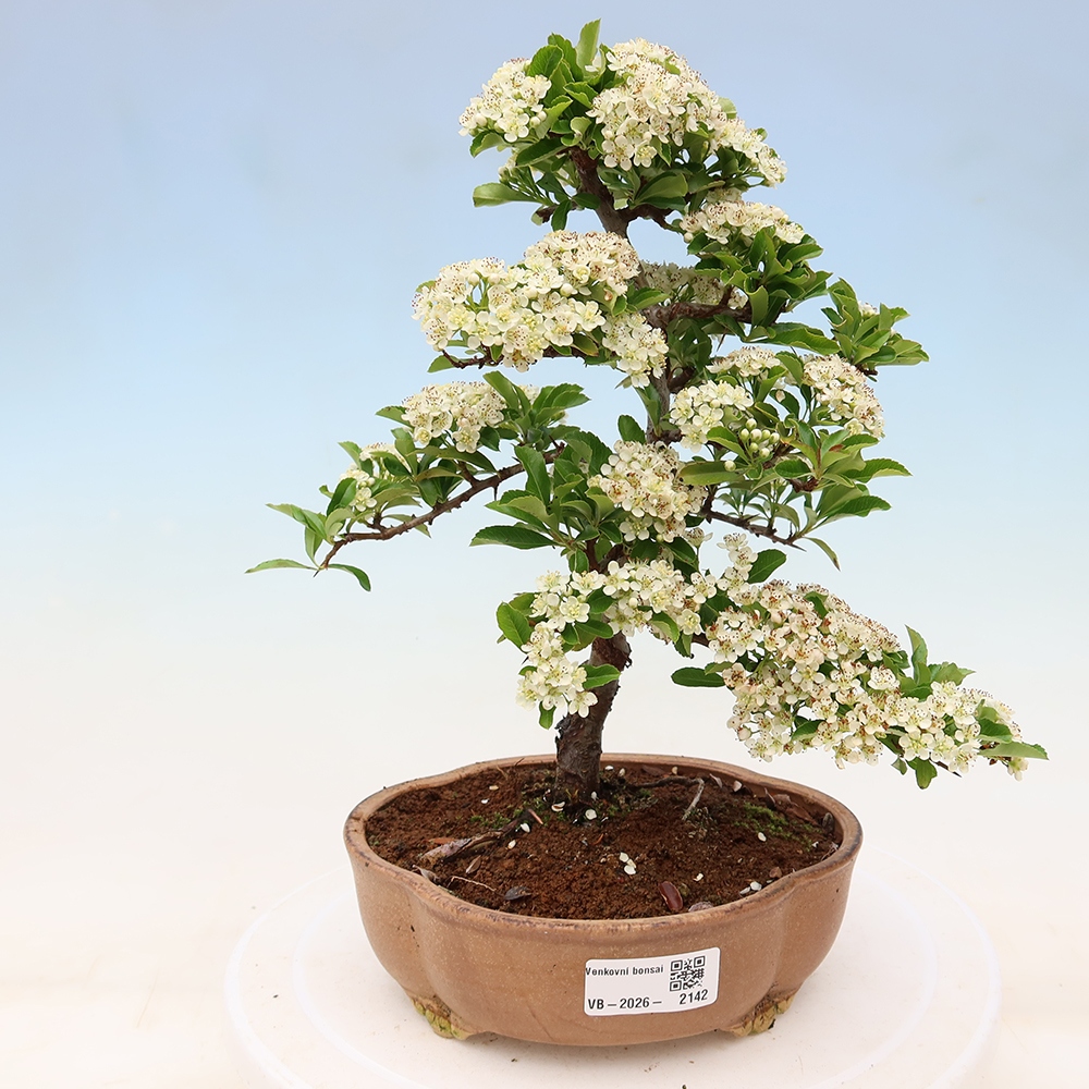 Bonsai ogrodowe – Pyracantha teton – ognik szkarłatny