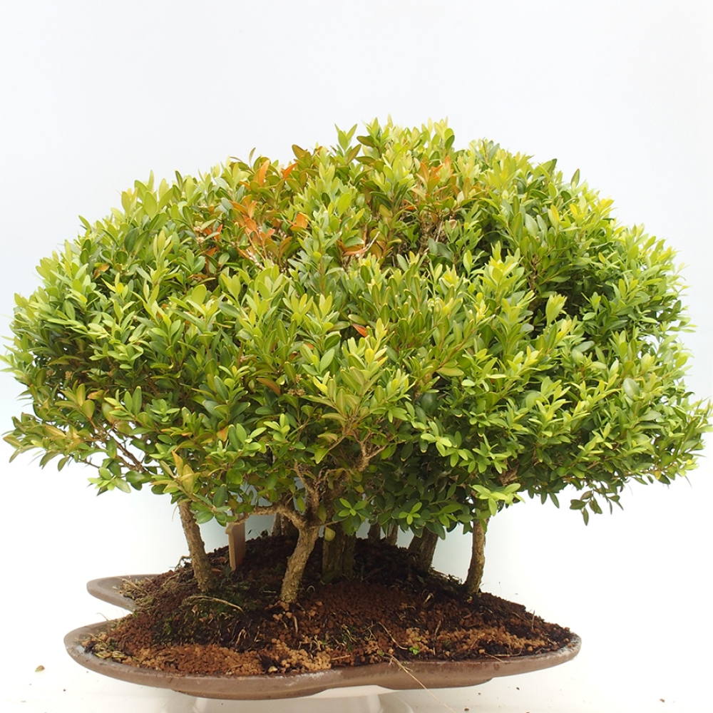 Bonsai ogrodowe - Buxus sempervirens - bukszpan