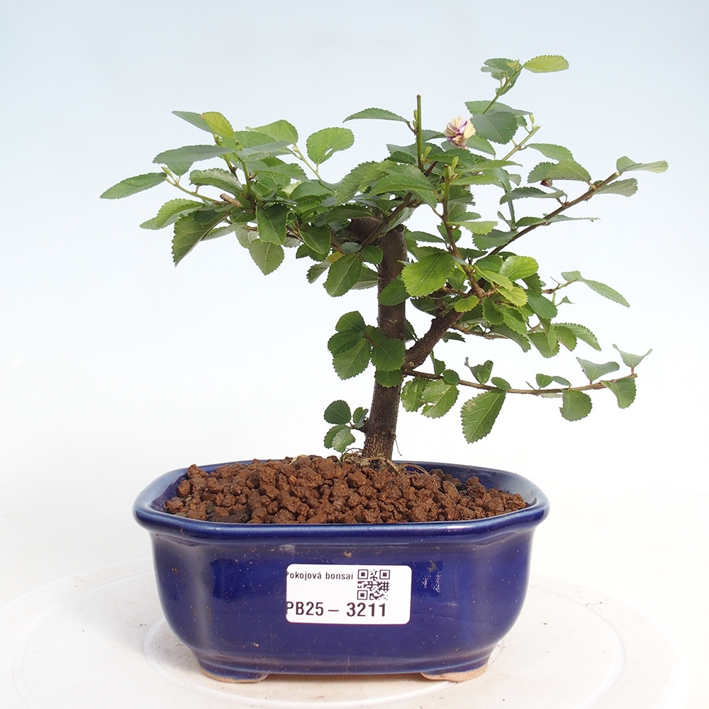 Kryty bonsai - Grewia occidentalis - Lawendowa gwiazda