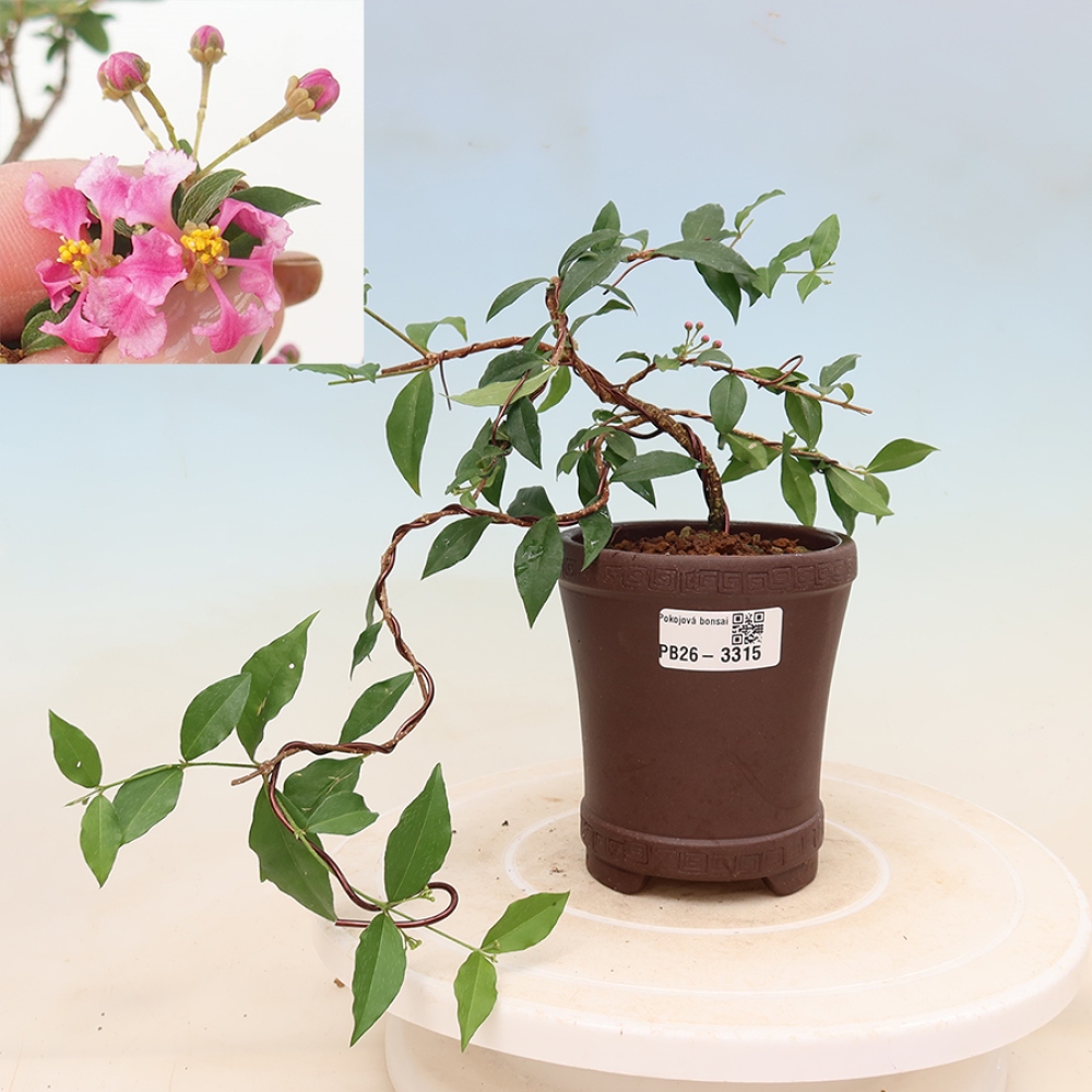 Bonsai pokojowe – Malpighia barbadoska – Malpighia glabra 