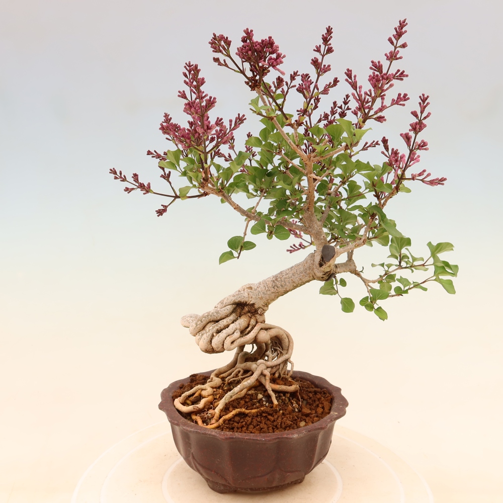 Outdoor bonsai - Syringa microphylla - liliowiec drobnokwiatowy