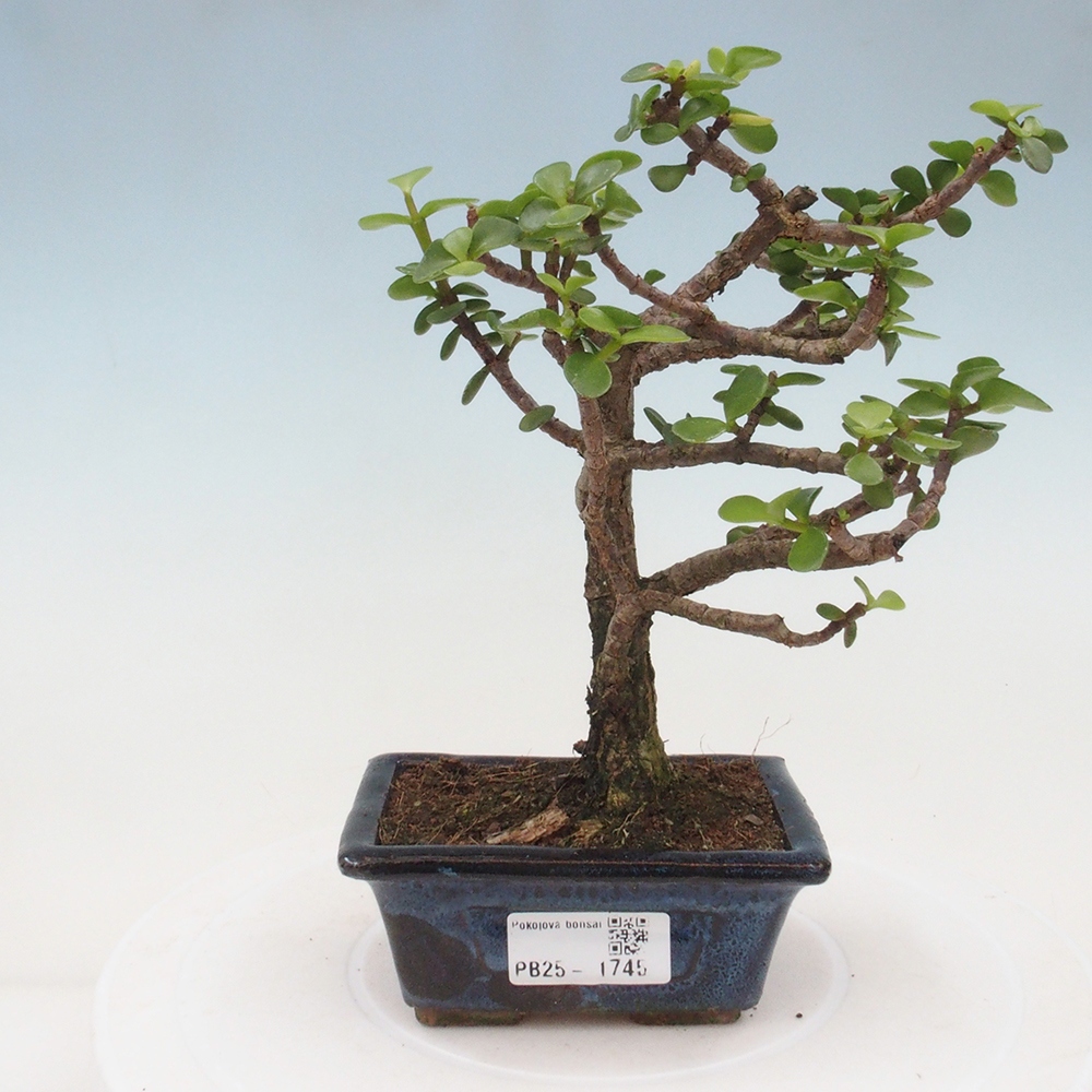 Kryte bonsai - Portulakaria Afra - Tlustice