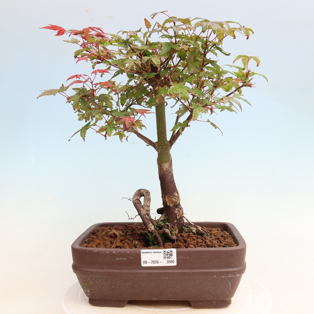 Outdoor bonsai - Acer palmatum DESHOJO