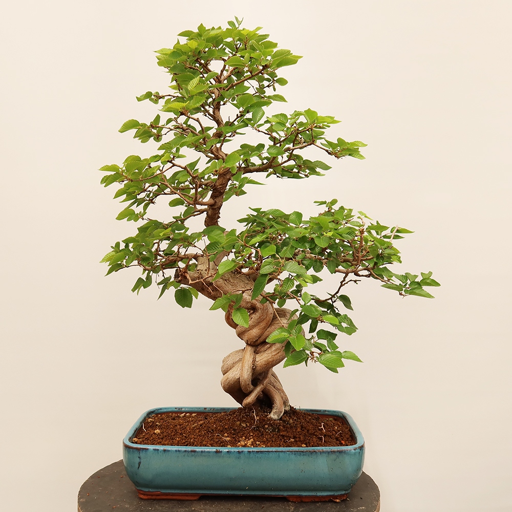 Bonsai plenerowe - Carpinus Coreana - grab koreański