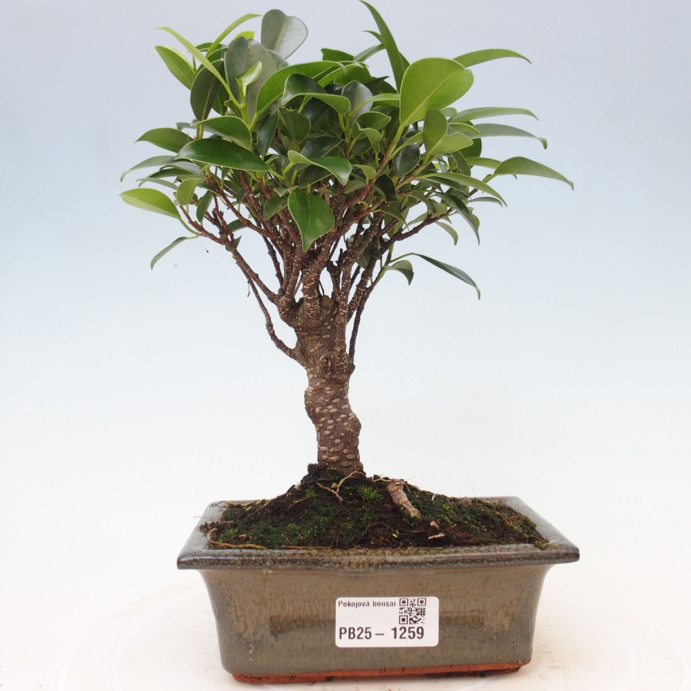 Bonsai wewnętrzne - Ficus retusa - figowiec drobnolistny