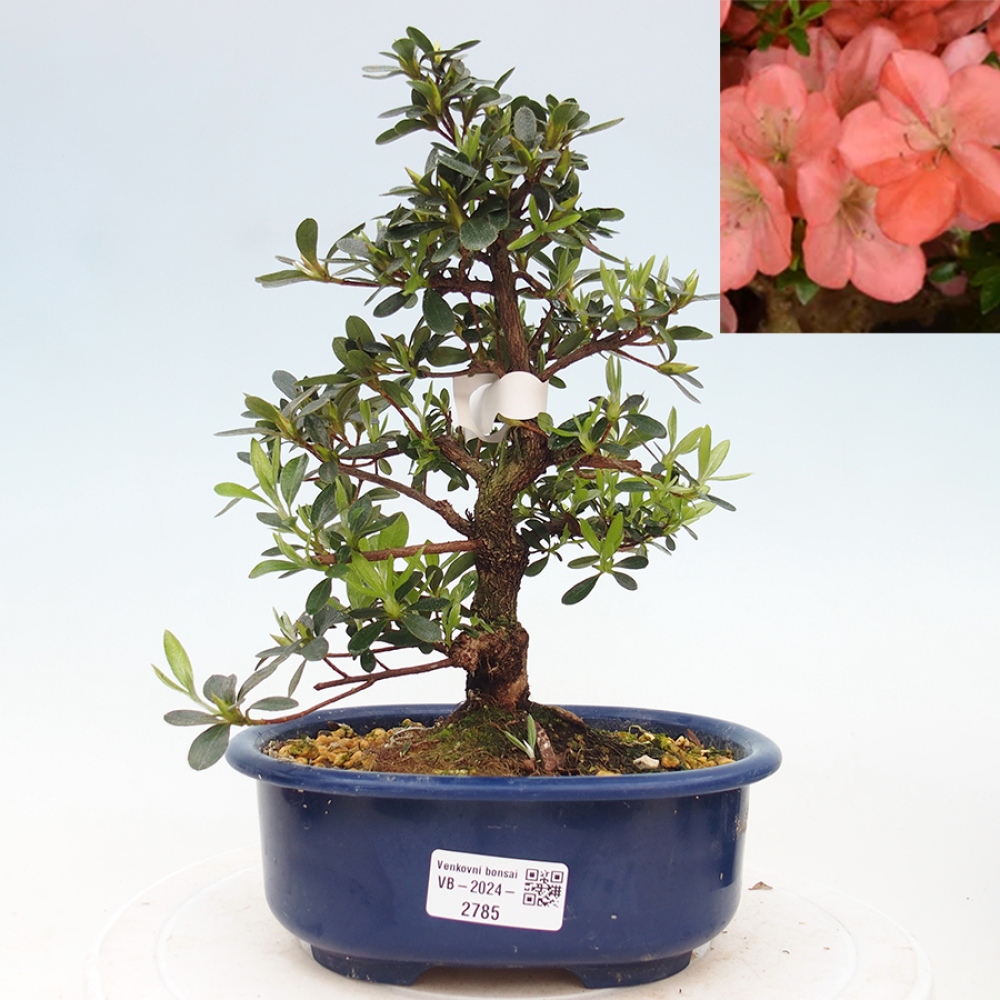 Bonsai ogrodowe - azalia japońska - Azalea Asazakura
