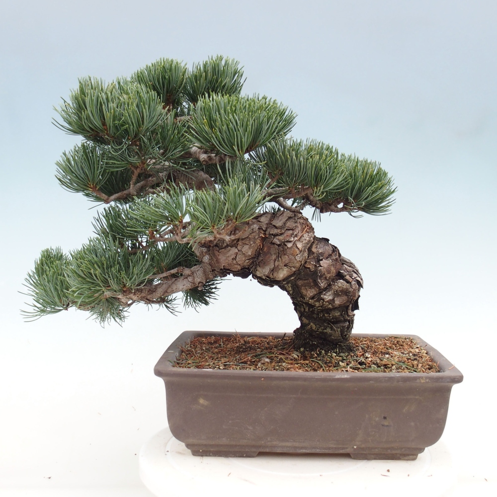 Outdoor bonsai - Pinus parviflora - Mała sosna