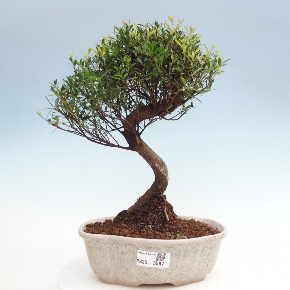 Pokój bonsai - Syzygium - Pimento