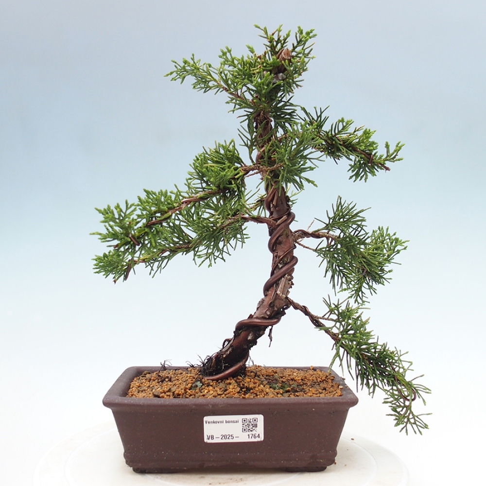 Bonsai zewnętrzne - Juniperus chinensis Kishu - Jałowiec chiński