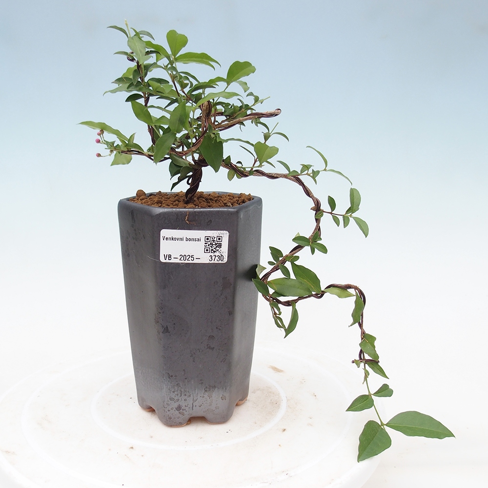 bonsai pokoju - wiśnia Malpighia coccigera- Barbdorská