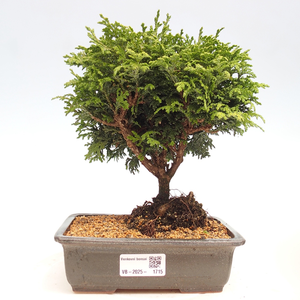 Outdoor bonsai - Cham.pis Parslori - Cyprys