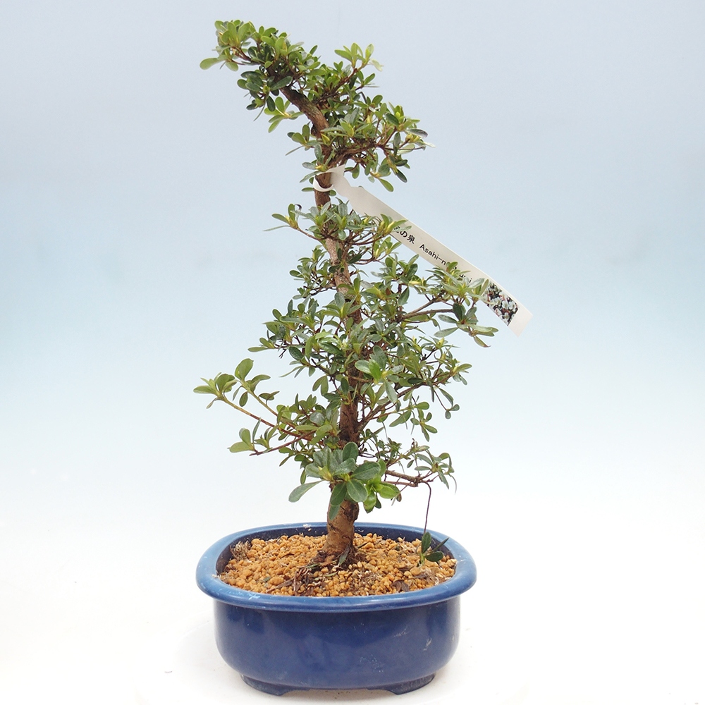 Bonsai zewnętrzne - Azalia japońska - Azalia Asahi-no-izumi