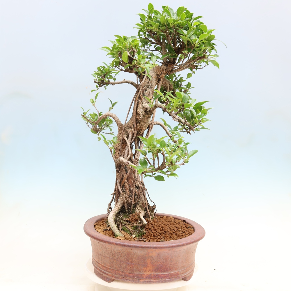Pokój bonsai - Ficus kimmen - figowiec drobnolistny